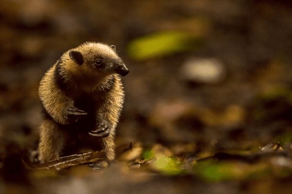 Circuit Safari au Pays de l'Or Noir et plage de Tambor 4* pas cher photo 7
