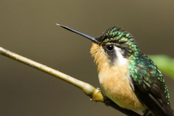 Circuit Safari au Pays de l'Or Noir et plage de Tamarindo 5* pas cher photo 15