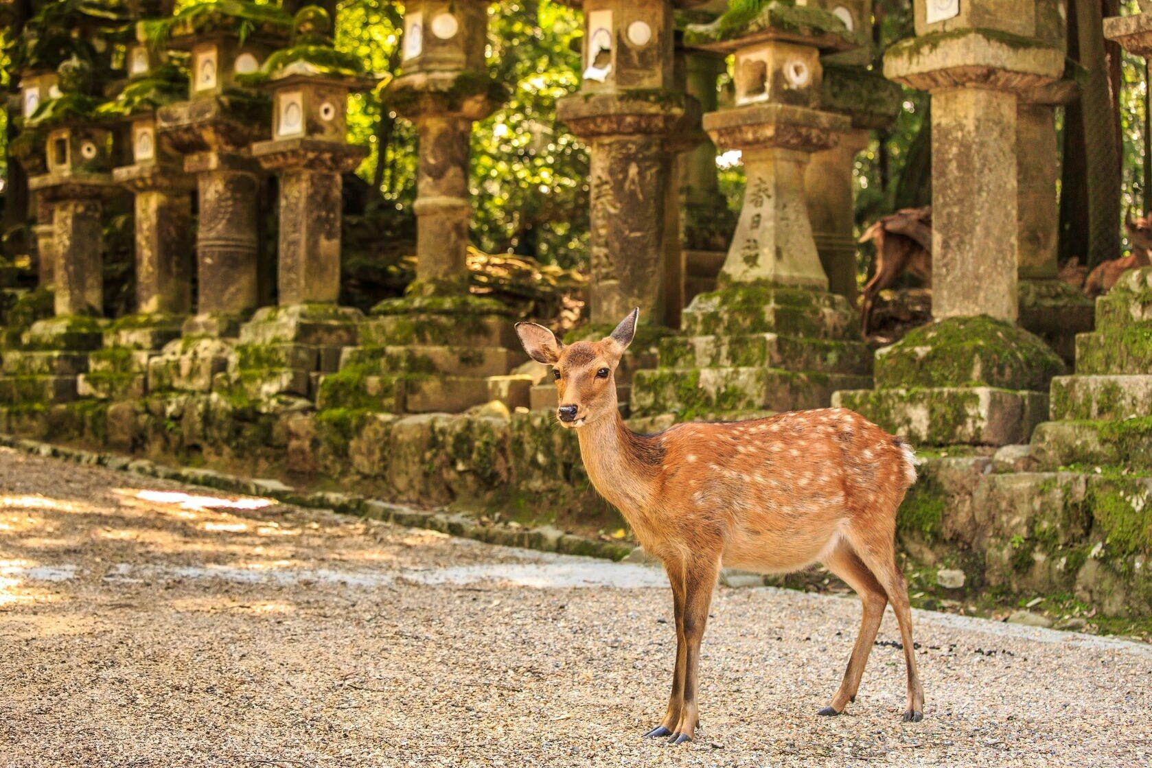 Circuit Japon des traditions en 3* ou 4* pas cher photo 11