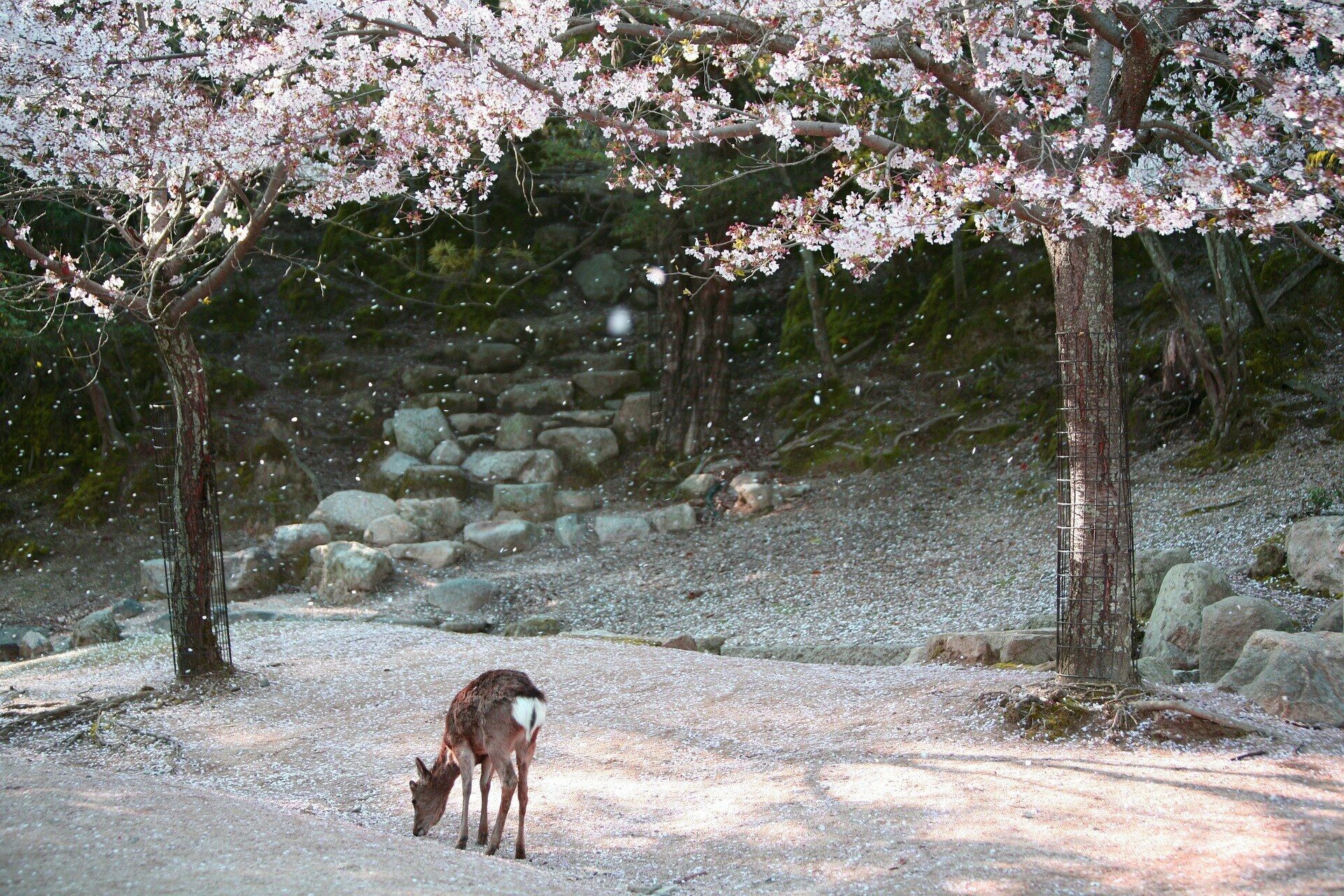 Circuit Le Japon d'Est en Ouest 3* ou 4* pas cher photo 17