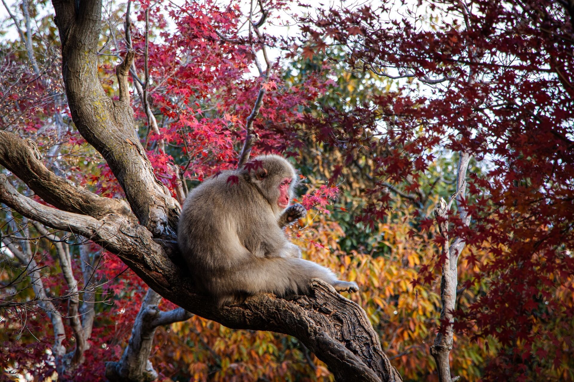 Circuit Intensément Japon 3* pas cher photo 15