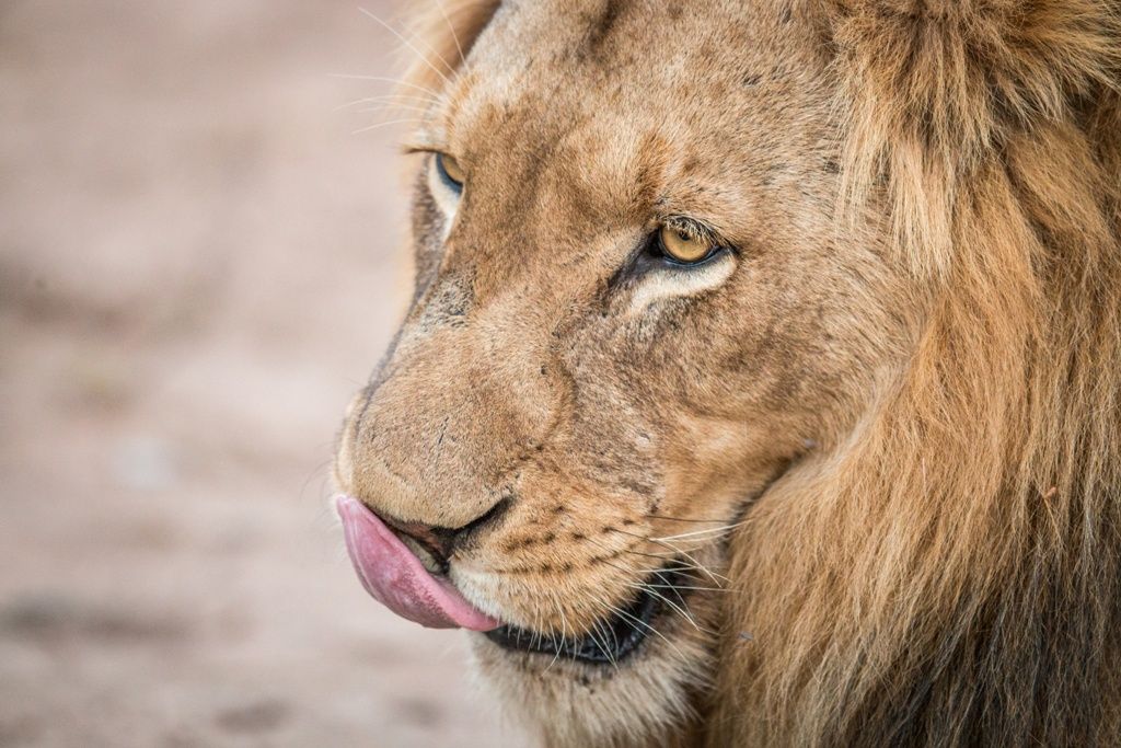 L'Afrique du Sud Intimiste, Chutes Victoria & Parc Chobe - 17J/14N Limité à 16 pers. (sauf sur la pa pas cher photo 2