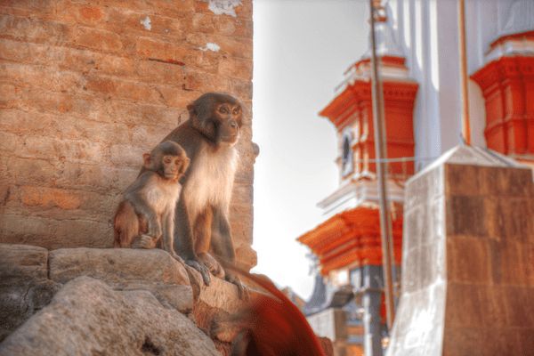 Circuit Sur les routes du Népal pas cher photo 20