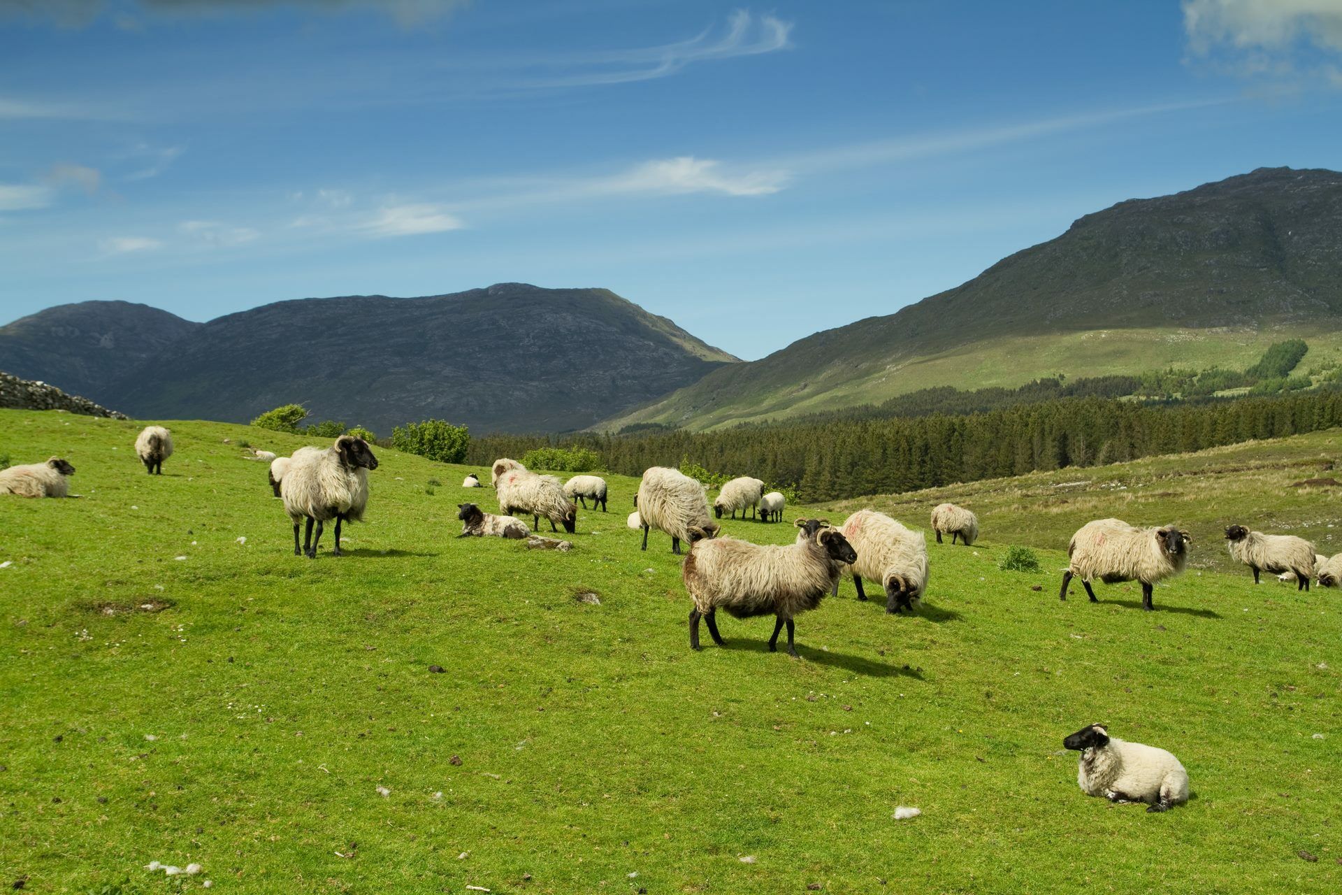 Cap sur l'Irlande - 8J/7N - 2026 pas cher photo 8