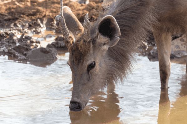 Circuit Le livre de la Jungle, entre oiseaux et tigres, en privatif pas cher photo 14