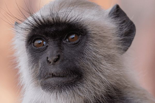 Circuit Le livre de la Jungle, entre oiseaux et tigres, en privatif pas cher photo 21