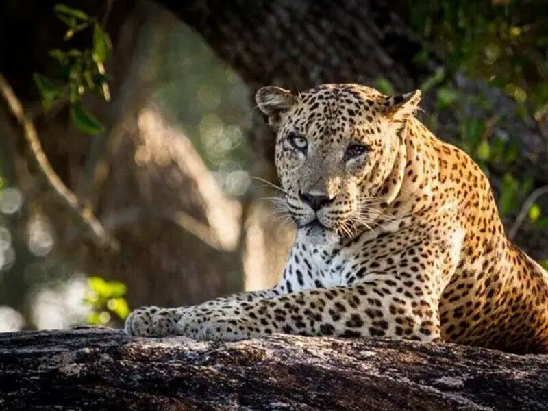 Circuit Visite Culturelle au Sri Lanka 4* pas cher photo 4