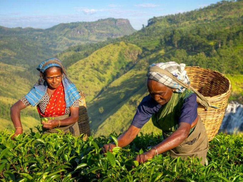 Circuit Visite Culturelle au Sri Lanka 4* pas cher photo 5