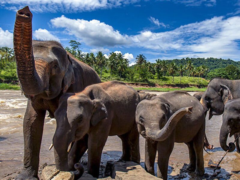 Circuit Perle du Sri Lanka 4* ou 5* pas cher photo 3