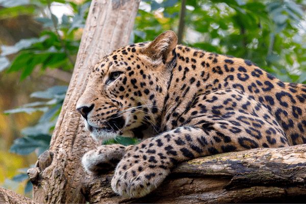 Circuit Le Sri Lanka entre Terre et Mer 3*-4* pas cher photo 3