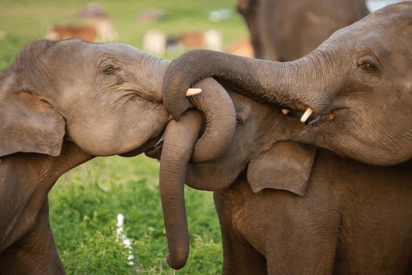 Circuit Le Sri Lanka entre Terre et Mer 3*-4* pas cher photo 1