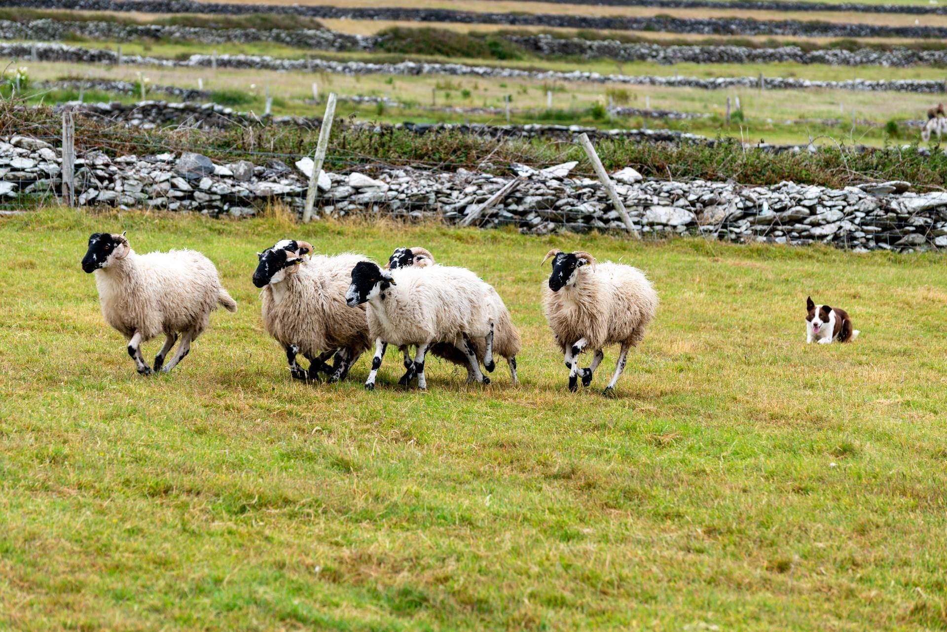 Cap sur l'Irlande du Nord - 5J/4N - 2026 pas cher photo 5