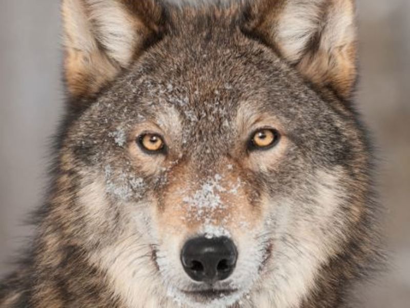 Autotour Québec-Ontario 3* pas cher photo 7