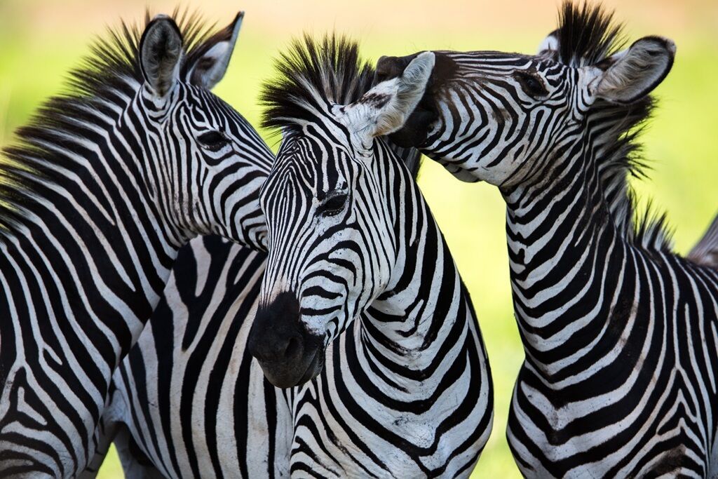 Grand Tour d'Afrique du Sud, Chutes Victoria & Parc Chobe - 22J/19N - A partir du 01/11/25 - Vols Ai pas cher photo 9