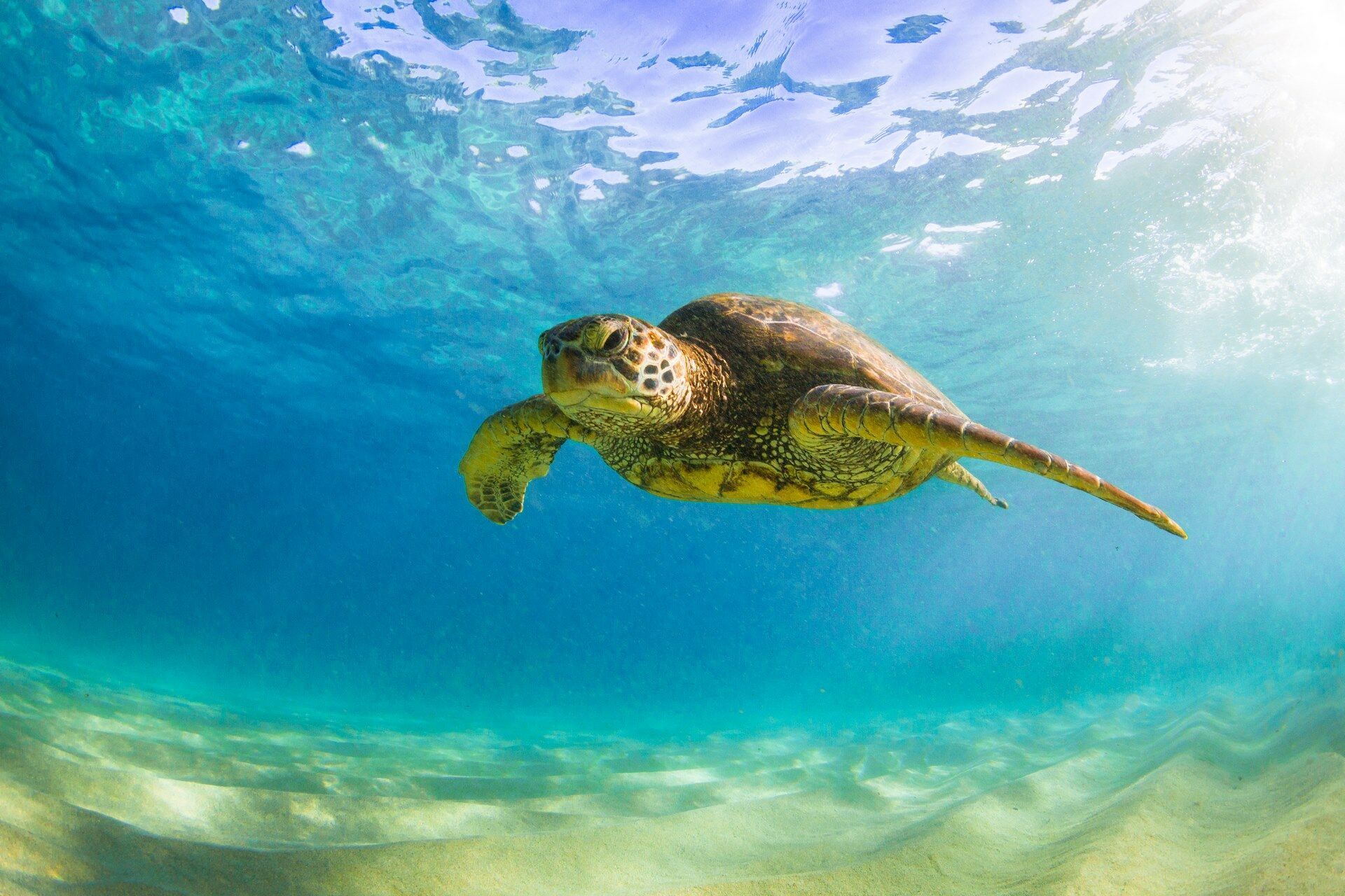 Autotour Hawaï : les 4 fantastiques - 19J/17N pas cher photo 7