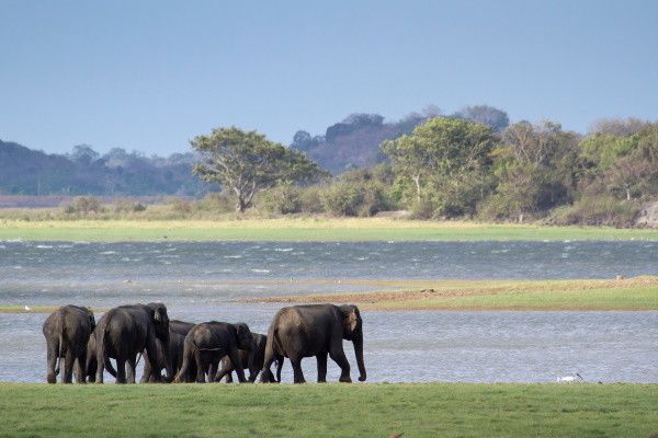 Combiné circuit et hôtel Royaume de Ceylan (privatif) & plage au Framissima Evasion Turyaa pas cher photo 8
