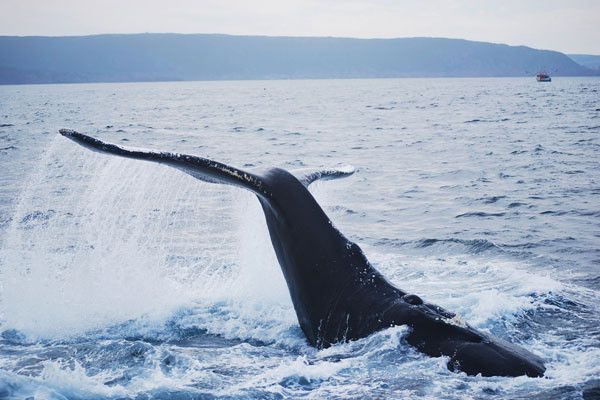 Circuit Tout l'Est Canadien, de l'Ontario à la Gaspésie pas cher photo 21