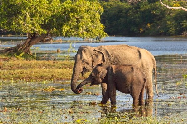 Combiné circuit et hôtel Authentique Sri Lanka 3* & extension au Framissima Evasion Turyaa Kalutara  pas cher photo 7