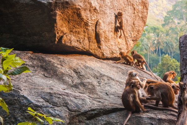 Combiné circuit et hôtel Authentique Sri Lanka 3* & extension au Framissima Evasion Turyaa Kalutara  pas cher photo 8