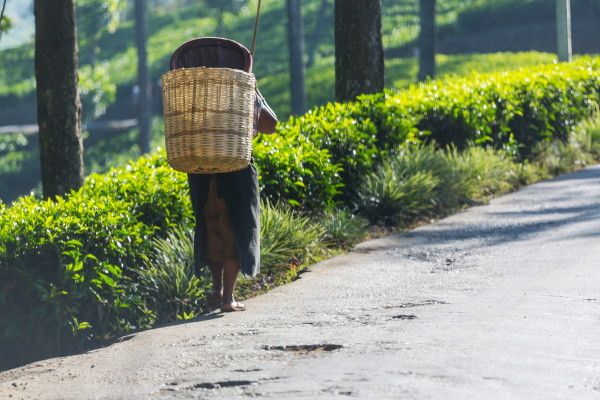 Combiné circuit et hôtel Authentique Sri Lanka 3* & extension au Framissima Evasion Turyaa Kalutara  pas cher photo 13