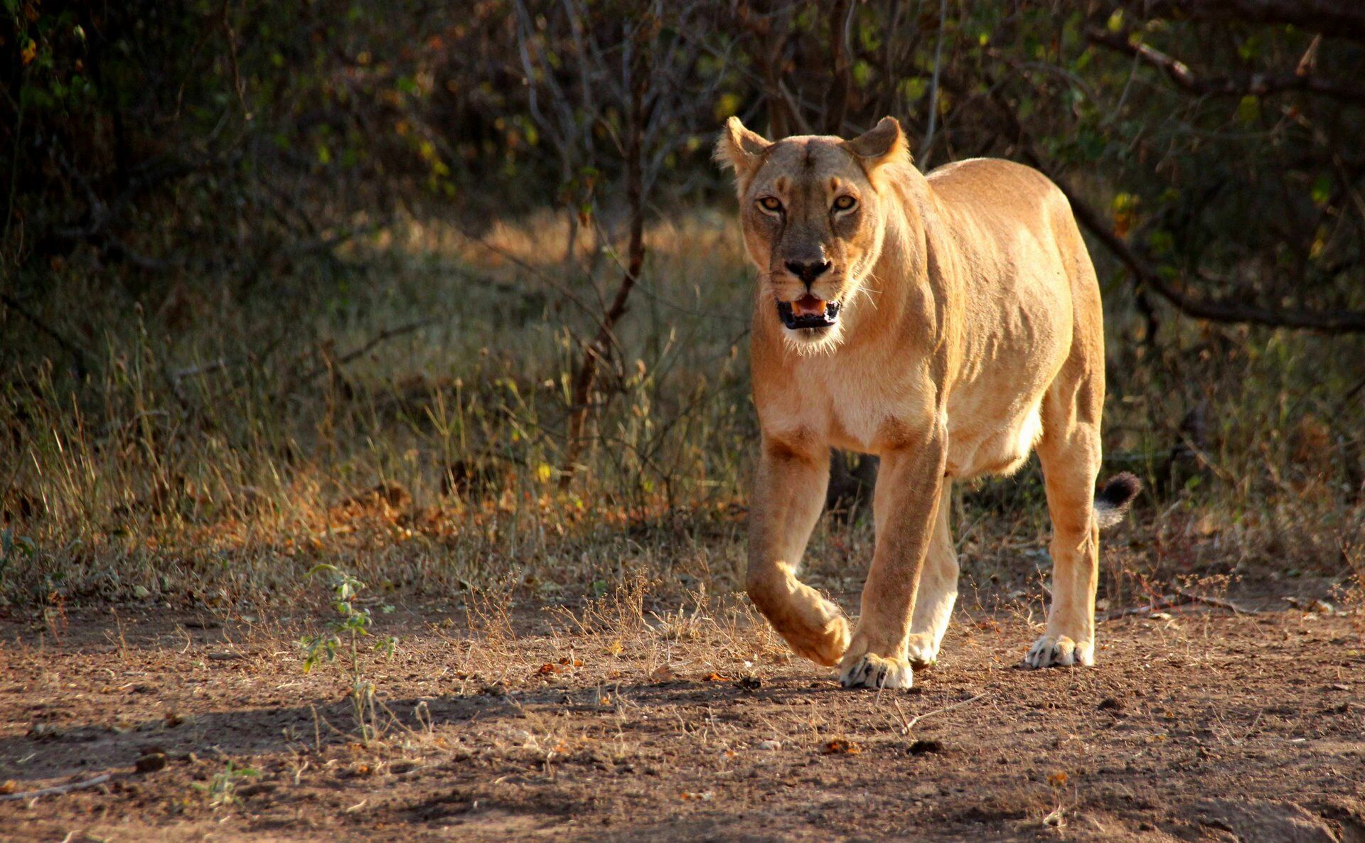 Autotour Clin d'Oeil Sud-Africain - 12J/9N pas cher photo 8