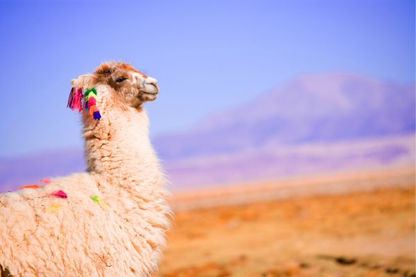 Circuit Légendes du Chili : De Valparaiso à Rapa Nui pas cher photo 23