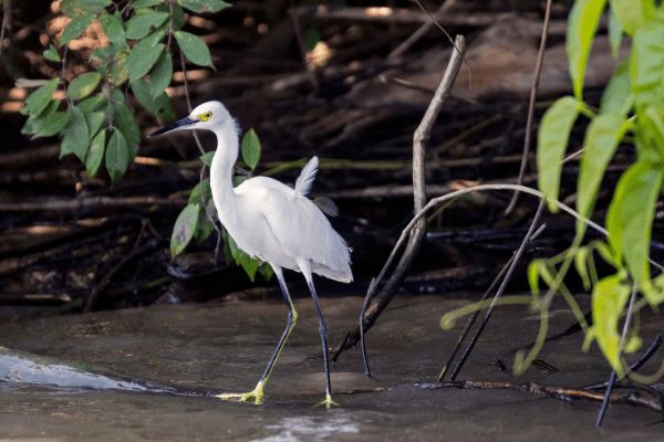 Circuit Le Costa Rica en Liberté, entre Faune Sauvage et Mangroves pas cher photo 13