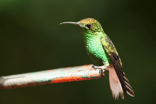 Circuit Le Costa Rica en Liberté, entre Faune Sauvage et Mangroves pas cher photo 21