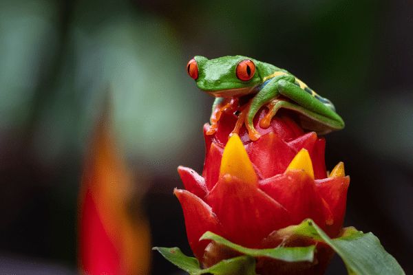 Circuit Le Costa Rica en Liberté, entre Faune Sauvage et Mangroves pas cher photo 33
