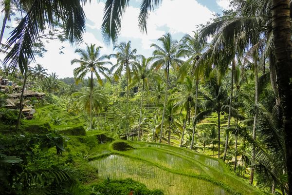 FLEX Combiné Jungle, île de Gili et Sable de Bali pas cher photo 9