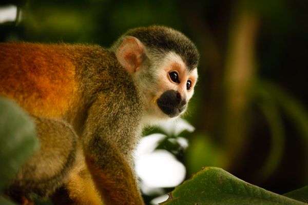 Circuit Orchidées du Panama en Privatif pas cher photo 21