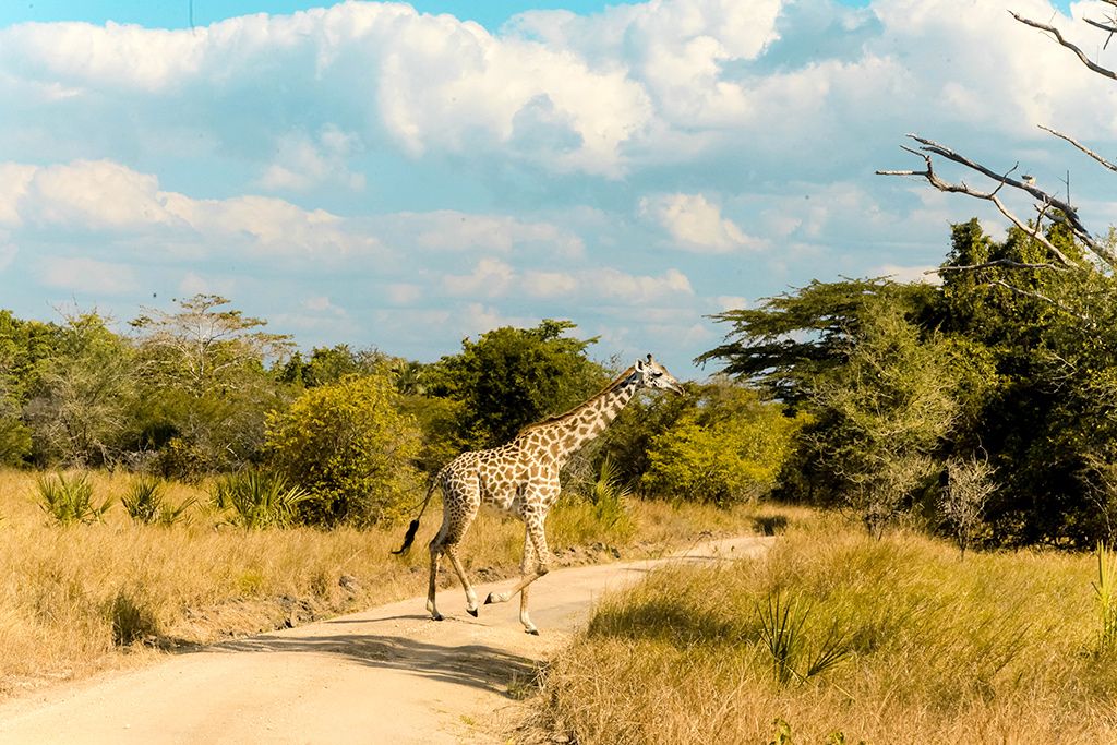 Combiné Ôclub Experience Hôtel Sultan Sands Island Resort et Spa 4* et Saadani Safari 2 nuits pas cher