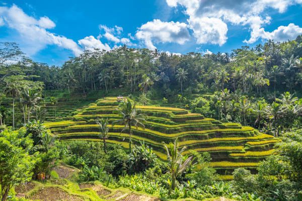 Circuit Traditions et culture balinaise en privatif et extension au Framissima Évasion Bali Tropic 5 pas cher photo 15