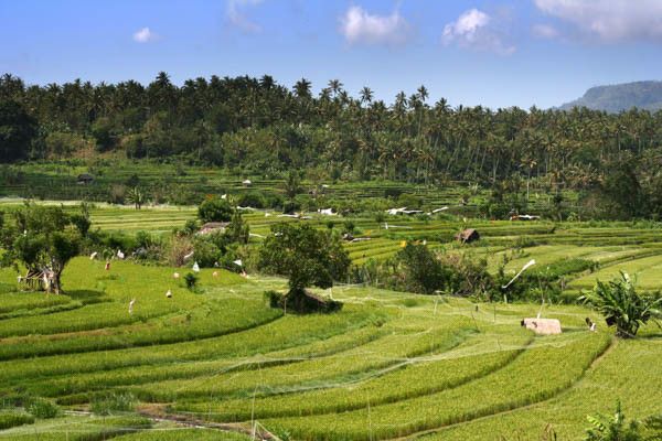 Circuit Traditions et culture balinaise en privatif et extension au Framissima Évasion Bali Tropic 5 pas cher photo 9