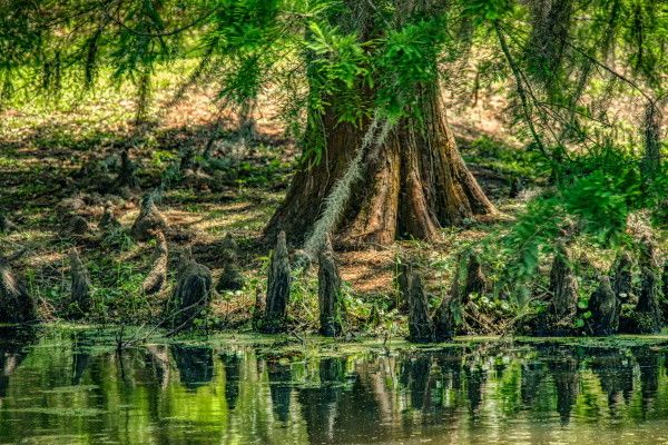 Autotour Authentique Louisiane en Liberté pas cher photo 7