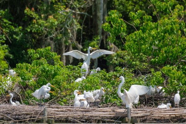 Autotour Authentique Louisiane en Liberté pas cher photo 14