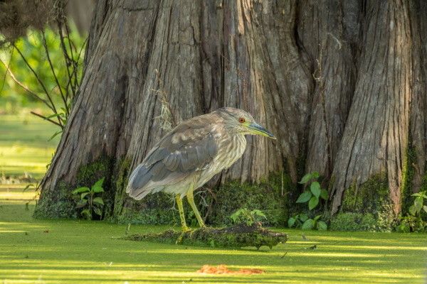 Autotour Authentique Louisiane en Liberté pas cher photo 16