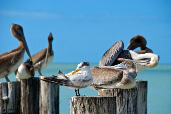 Autotour Souriante Floride en Liberté pas cher photo 14