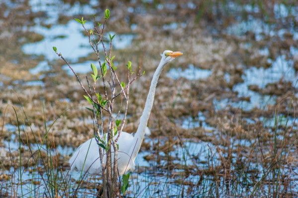 Autotour Souriante Floride en Liberté pas cher photo 19