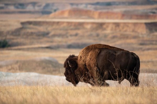 Autotour Grands Parcs des Rocheuses en Liberté pas cher photo 28