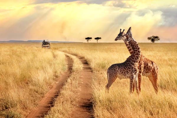 Combiné circuit et hôtel Jacaranda Indian Ocean Beach Resort 4* avec 1 nuit Tsavo Est pas cher photo 3
