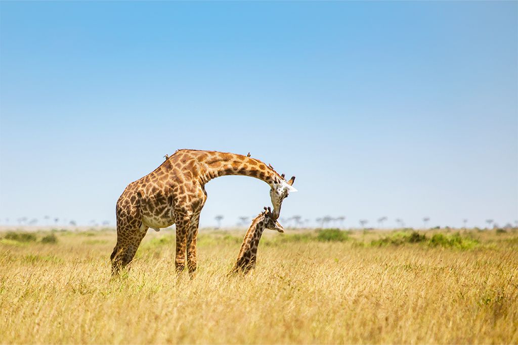 Hôtel Leopard Beach Resort 5* By Ôvoyages et Safari 3 nuits pas cher photo 18