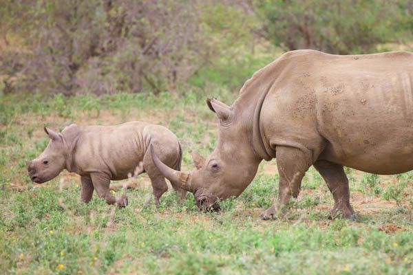 Combiné circuit et hôtel Jacaranda Indian Ocean Beach Resort 4* avec 2 nuits Tsavo Est/Ouest pas cher photo 5