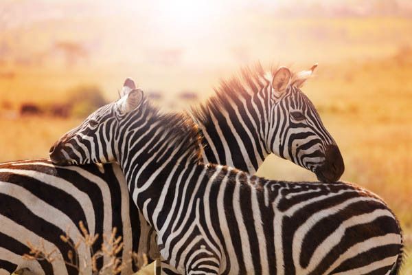 Combiné circuit et hôtel Jacaranda Indian Ocean Beach Resort 4* avec 3 nuits Tsavo Est/Ouest/Ambosél pas cher photo 4
