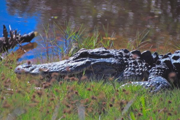 Autotour Sur les Routes Ensoleillées de Floride pas cher photo 13
