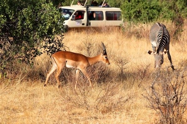 Combiné circuit et hôtel Papillon Lagoon Reef 3* avec 1 nuit Tsavo est pas cher photo 4