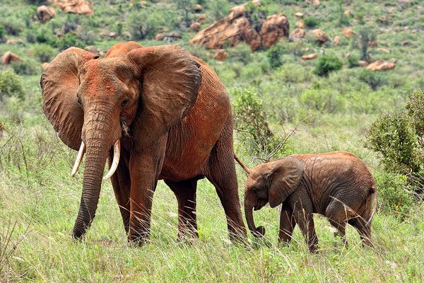 Combiné circuit et hôtel Papillon Lagoon Reef 3* avec 1 nuit Tsavo est pas cher photo 6