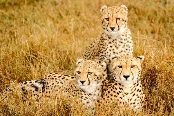 Combiné circuit et hôtel Papillon Lagoon Reef 3* avec 2 nuits Tsavo est/Ouest pas cher photo 7