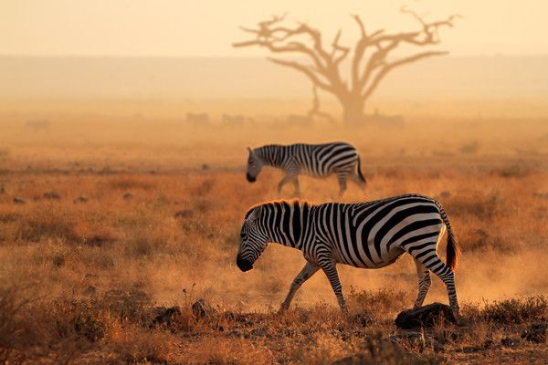 Combiné circuit et hôtel Papillon Lagoon Reef 3* avec 2 nuits Tsavo est/Ouest pas cher photo 5