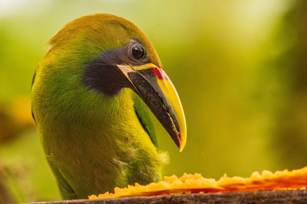 Circuit Viva La Vida et plage de Manuel Antonio 3* pas cher photo 20